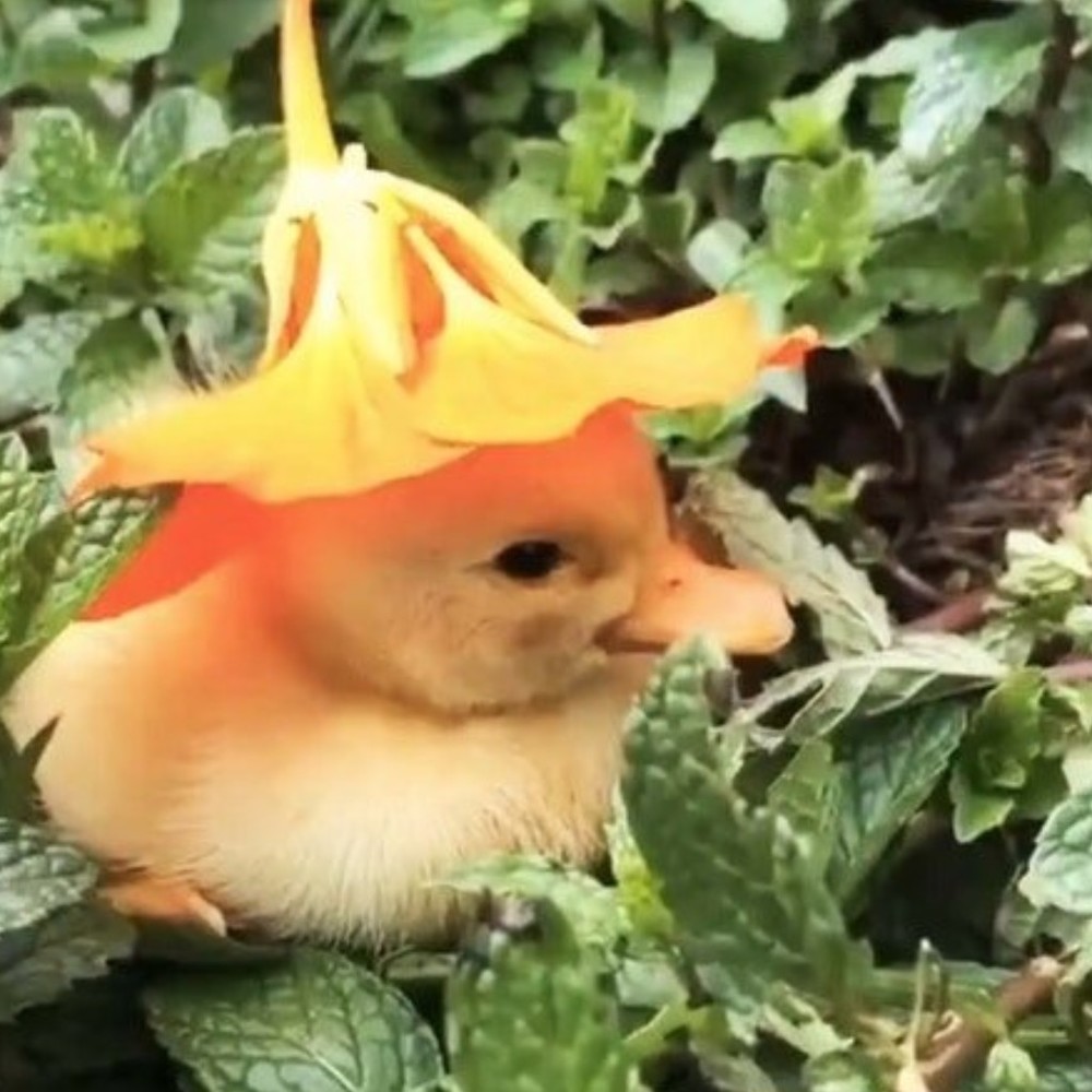 Meet your Posher, Gabrielle